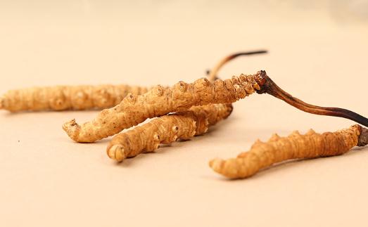 冬蟲夏草吃多久才能起到效果 冬蟲夏草幾天吃一次效果最好