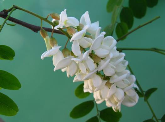 槐花變黃了怎么辦?槐花焯水需要多長(zhǎng)時(shí)間