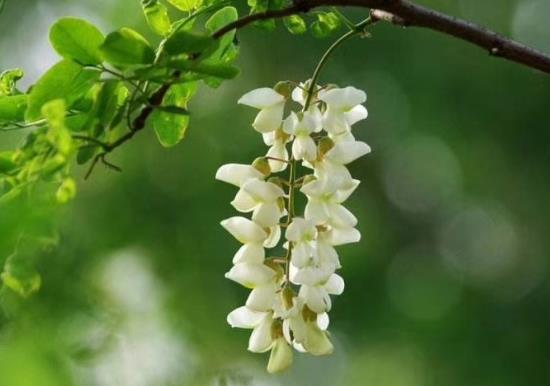 槐花變黃了還能吃嗎?新鮮的槐花可以冷凍嗎?