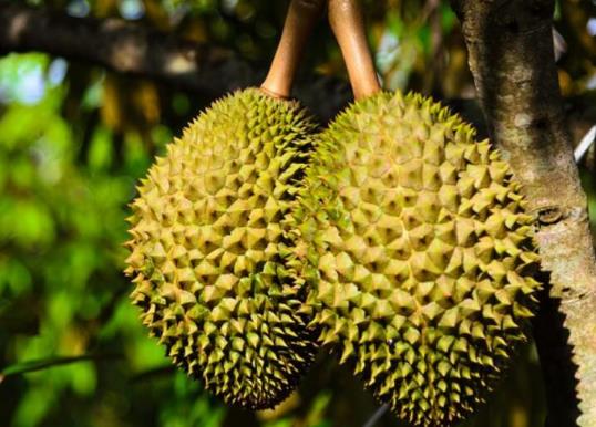 榴蓮化凍了還可以再凍嗎?榴蓮化成稀流能吃嗎?