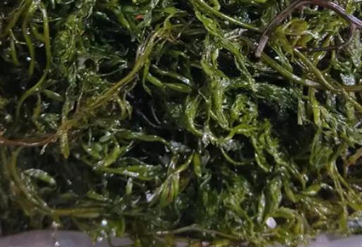 裙帶菜能降血壓嗎?吃裙帶菜有哪些功效?
