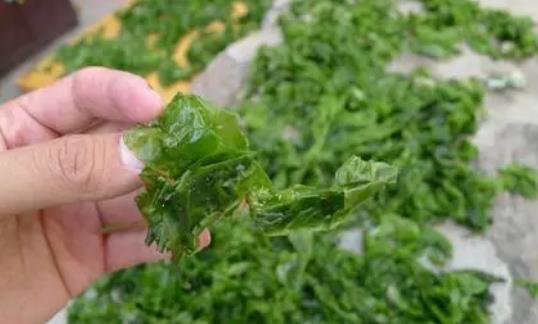 經(jīng)期可以吃裙帶菜嗎?裙帶菜是海白菜嗎?