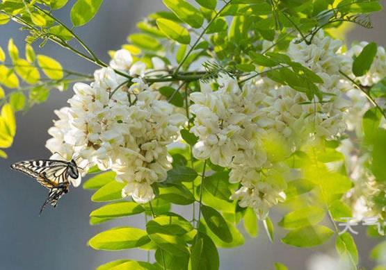 干槐花可以和什么一起泡?槐花是焯水好還是不焯水好?