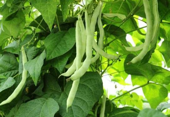 吃了沒熟的四季豆中毒怎么辦?豆角是不是四季豆?