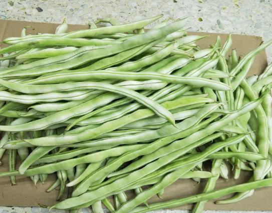 吃了沒熟的四季豆中毒怎么辦?豆角是不是四季豆?
