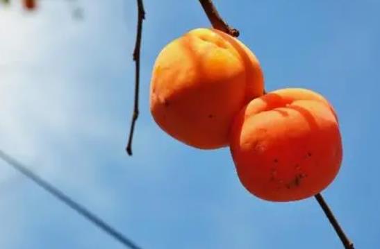 孕婦吃柿子的注意事項(xiàng)?柿子和什么食物相克?