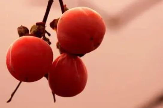 孕婦吃柿子的注意事項(xiàng)?柿子和什么食物相克?