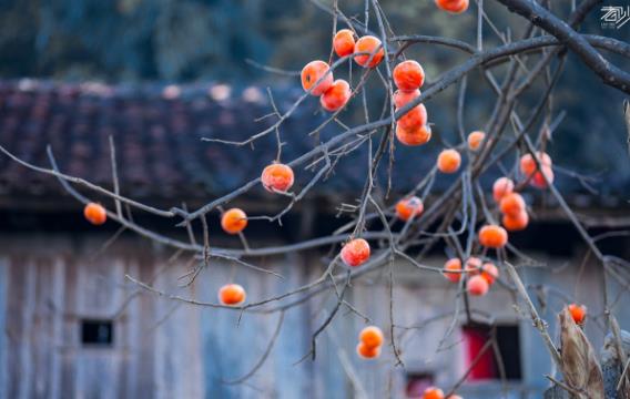 經(jīng)期可以吃柿子嗎?柿子對人體有什么好處?