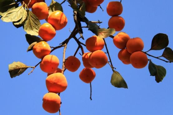 經(jīng)期可以吃柿子嗎?柿子對人體有什么好處?