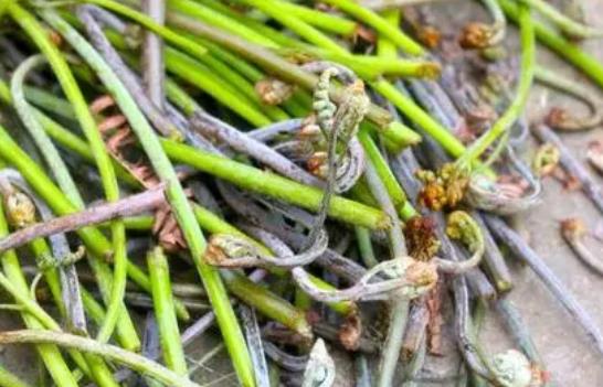 蕨菜是什么東西?孕婦可以吃蕨菜嗎?