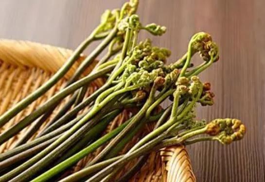 蕨菜和什么一起炒好吃?吃蕨菜的好處有哪些?
