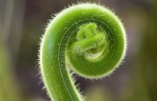蕨菜是什么東西?孕婦可以吃蕨菜嗎?