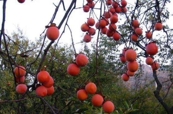 柿子為什么要霜降才能吃?霜降吃柿子有什么好處?