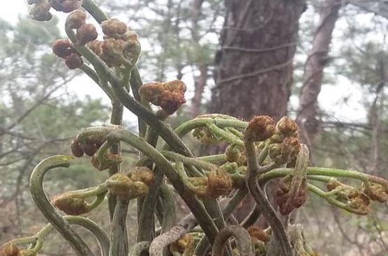 吃蕨菜的好處有哪些?哪些人不能吃蕨菜?