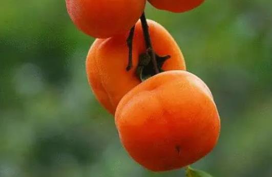 柿子為什么要霜降才能吃?霜降吃柿子有什么好處?
