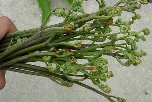 吃蕨菜的好處有哪些?哪些人不能吃蕨菜?