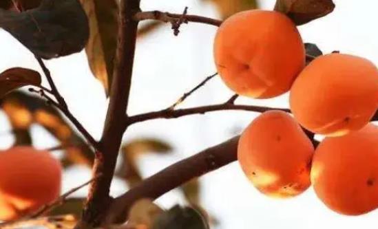 柿子為什么要霜降才能吃?霜降吃柿子有什么好處?