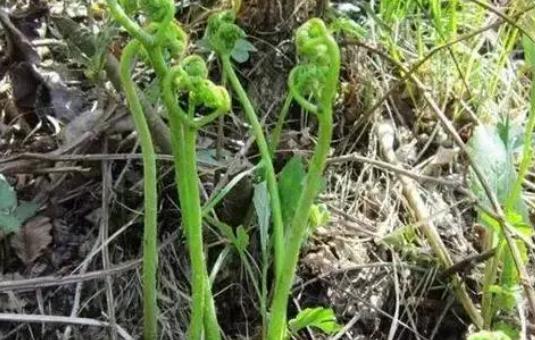 蕨菜致癌嗎?蕨菜的副作用有哪些?