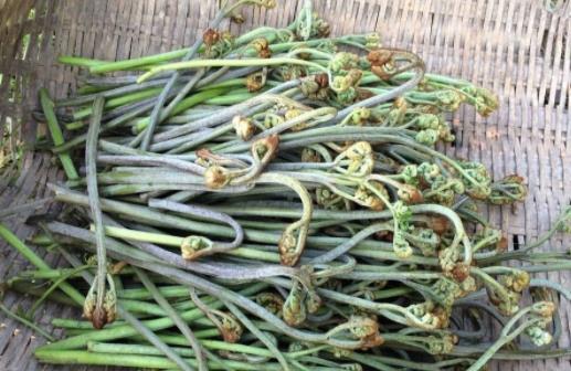 皮膚過敏能吃蕨菜嗎?經期能吃蕨菜嗎?