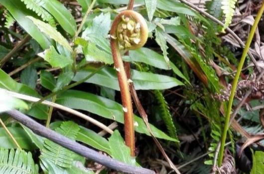 厥菜怎樣吃更健康?蕨菜干的食用忌宜有什么?