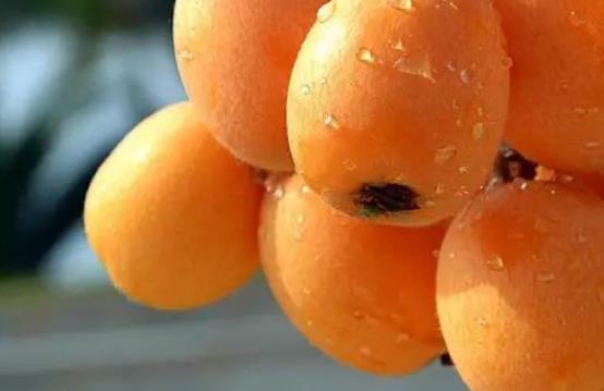 吃枇杷能喝酒嗎?吃枇杷可以治咳嗽嗎?