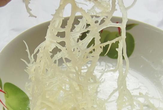 糖尿病患者可以吃海石花嗎?吃海石花有哪些好處?