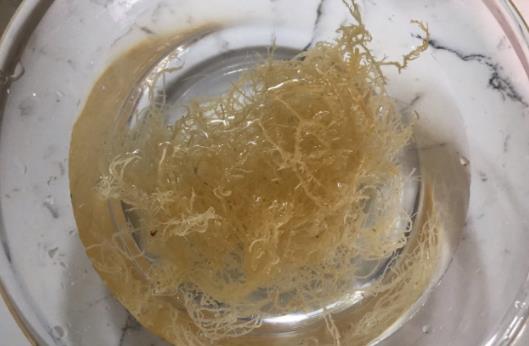 孕婦可以吃海石花嗎?海石花是什么?