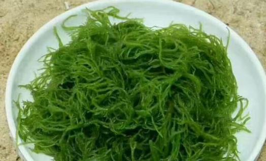 麒麟菜有哪些營養(yǎng)價值?麒麟菜有哪些功效?