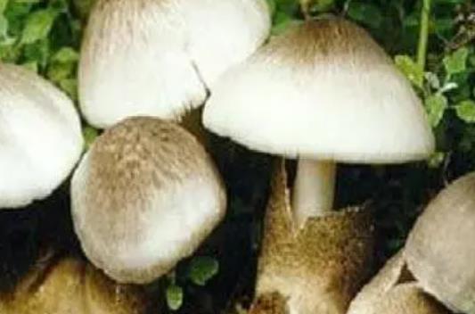 寶寶可以吃草菇嗎?寶寶吃草菇有什么好處?