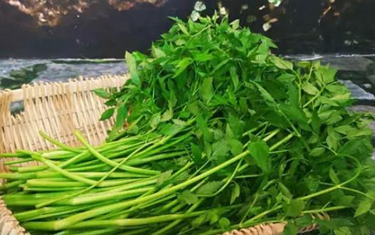 野芹菜和水芹菜的分類區(qū)別是什么?哪些人不適合吃水芹菜?