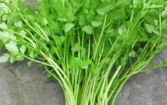 吃水芹菜有哪些好處?吃水芹菜有什么營養(yǎng)元素?