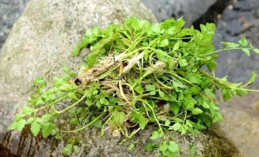 水芹菜怎么保鮮?水芹菜孕婦能吃嗎?