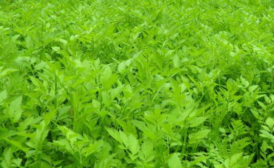 野芹菜和水芹菜的分類區(qū)別是什么?哪些人不適合吃水芹菜?