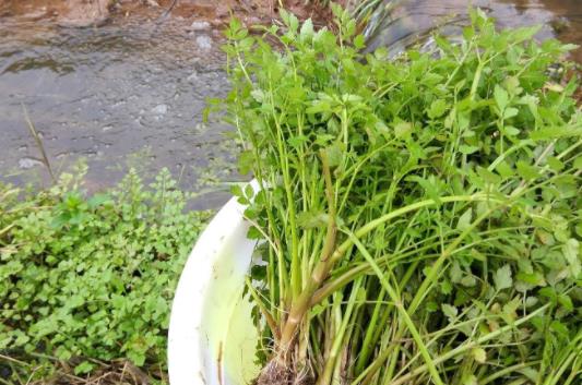 野芹菜和水芹菜的分類區(qū)別是什么?哪些人不適合吃水芹菜?