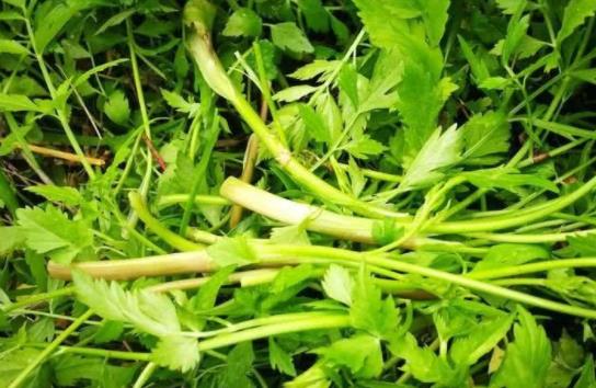 水芹菜怎么保鮮?水芹菜孕婦能吃嗎?