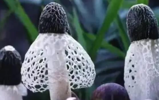 糖尿病患者可以吃竹蓀嗎?吃竹筍有哪些功效?