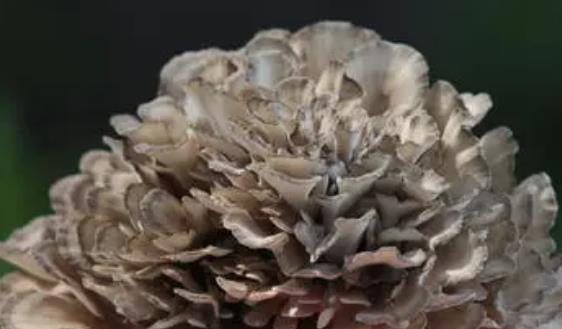 胰腺癌支架手術(shù)后能吃灰樹花嗎?灰樹花真的可以抗癌嗎?