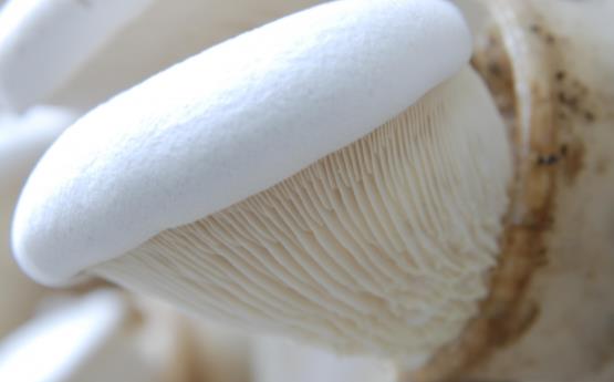寶寶可以吃白靈菇嗎?白靈菇有哪些功效?