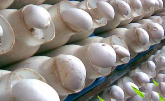 寶寶可以吃白靈菇嗎?白靈菇有哪些功效?