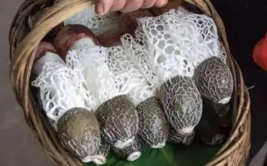 竹蓀可以和羊肉一起吃嗎?吃竹蓀有哪些好處?