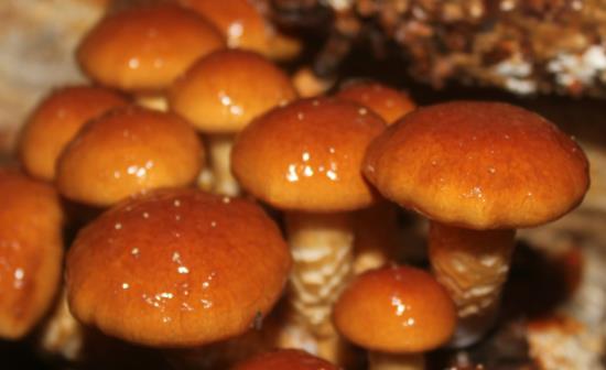 吃滑子菇會中毒嗎?滑子菇不能和什么一起吃?
