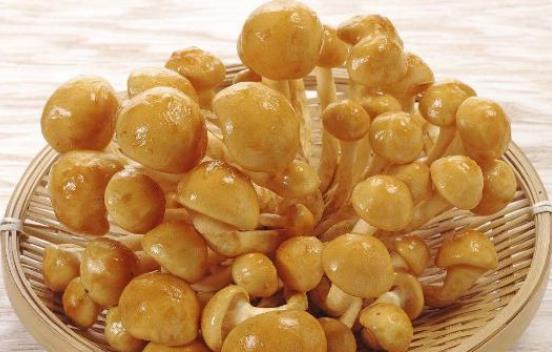 經期可以吃滑子菇嗎?痛經可以吃滑子菇嗎?