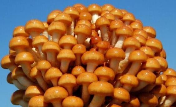 吃滑子菇會中毒嗎?滑子菇不能和什么一起吃?