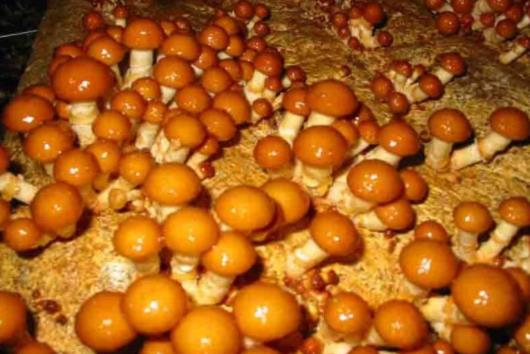 吃滑子菇會中毒嗎?滑子菇不能和什么一起吃?