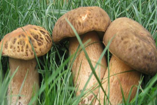 吃牛肝菌拉肚子是中毒嗎?牛肝菌到底有沒(méi)有毒?