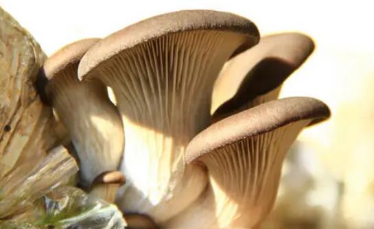痛風(fēng)可以吃平菇嗎?平菇和什么一起吃好?
