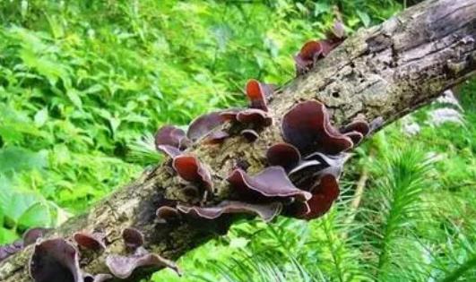 木耳可以降血脂嗎?吃木耳有哪些好處?