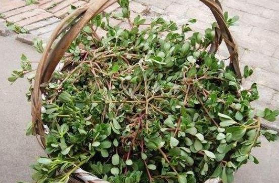 馬齒莧的食用禁忌有什么?馬齒莧的營養(yǎng)價值是什么?
