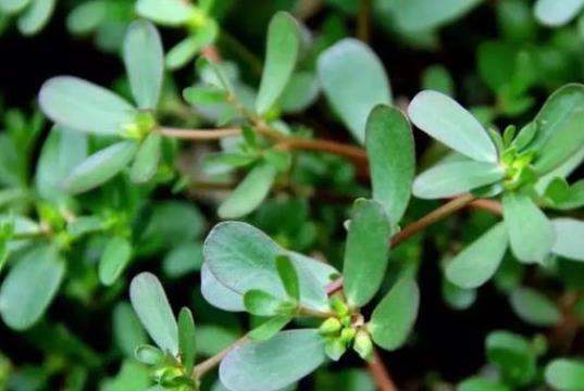 馬齒莧的食用禁忌有什么?馬齒莧的營養(yǎng)價值是什么?