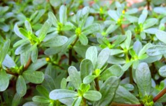 馬齒莧的食用禁忌有什么?馬齒莧的營養(yǎng)價值是什么?